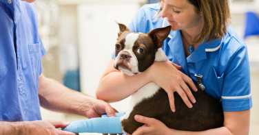 Gyvūnų sveikatos prevencija